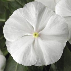Seminte VINCA hybrida SUNSTORM Pure White 1000s