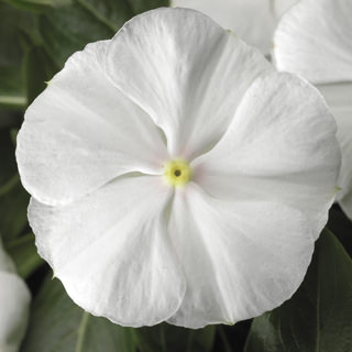Seminte VINCA hybrida SUNSTORM Pure White 1000s