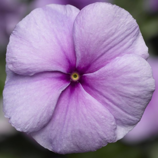 Seminte VINCA hybrida SUNSTORM Purple 1000s