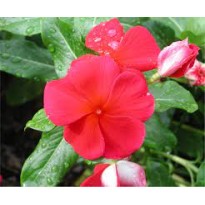 Seminte VINCA hybrida SUNSTORM Red 1000s