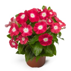 Seminte VINCA hybrida SUNSTORM Red Halo 1000s