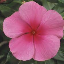 Seminte VINCA hybrida SUNSTORM Rose with Eye 1000s