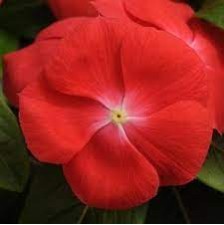 Seminte VINCA hybrida SUNSTORM Scarlet With Eye 1000s