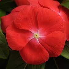 Seminte VINCA hybrida SUNSTORM Scarlet With Eye 1000s