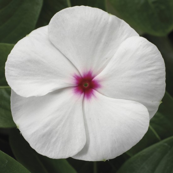 Seminte VINCA hybrida SUNSTORM White with Eye 1000s