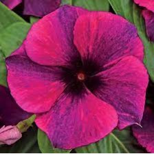 Seminte VINCA hybrida TATTOO Blackcherry 1000s