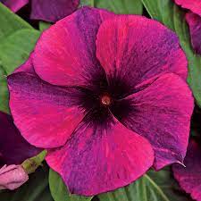 Seminte VINCA hybrida TATTOO Blackcherry 1000s