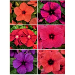 Seminte VINCA hybrida TATTOO Mix 1000s