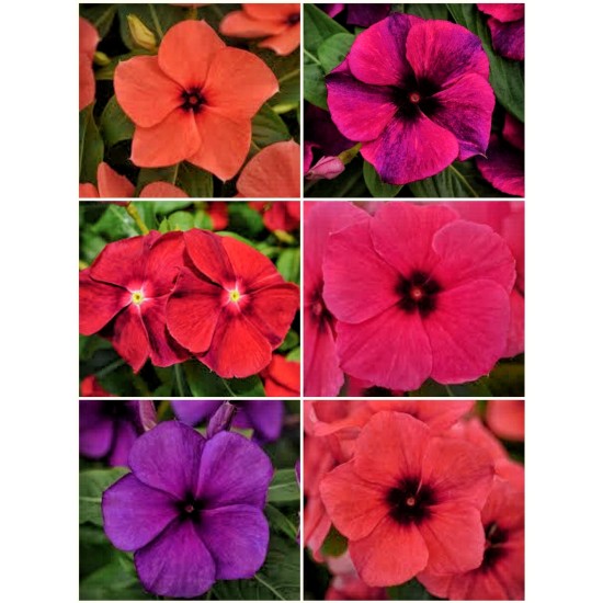 Seminte VINCA hybrida TATTOO Mix 1000s