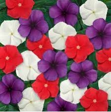 Seminte VINCA hybrida TATTOO Mix American Pie 1000s