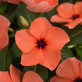 Seminte VINCA hybrida TATTOO Orange 1000s