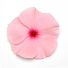 Seminte VINCA hybrida TITAN Apricot 500s