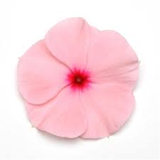 Seminte VINCA hybrida TITAN Apricot 1000s