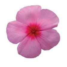 Seminte VINCA hybrida TITAN Blush 1000s