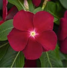 Seminte VINCA hybrida TITAN Cranberry 1000s