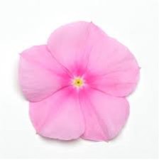 Seminte VINCA hybrida TITAN Icy Pink 1000s