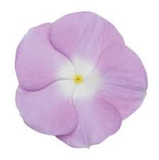 Seminte VINCA hybrida TITAN Lavender Blue Halo 500s