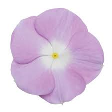 Seminte VINCA hybrida TITAN Lavender Blue Halo 1000s