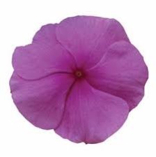 Seminte VINCA hybrida TITAN Lilac 1000s