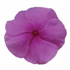 Seminte VINCA hybrida TITAN Lilac 1000s