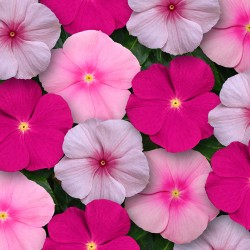 Seminte VINCA hybrida TITAN Mix Bubble Gum 1000s