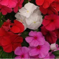 Seminte VINCA hybrida TITAN Mix Clear 1000s