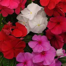 Seminte VINCA hybrida TITAN Mix Clear 1000s