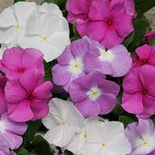Seminte VINCA hybrida TITAN Mix Summer Breeze 1000s
