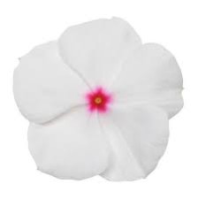 Seminte VINCA hybrida TITAN Polka Dot 1000s