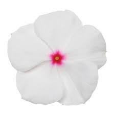 Seminte VINCA hybrida TITAN Polka Dot 1000s