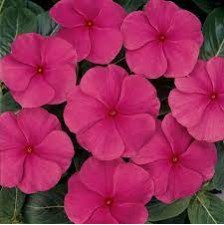 Seminte VINCA hybrida TITAN Punch 1000s