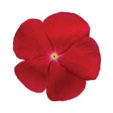 Seminte VINCA hybrida TITAN Red Really 1000s