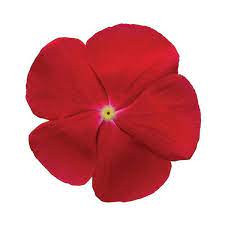 Seminte VINCA hybrida TITAN Red Really 1000s