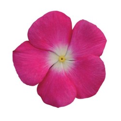 Seminte VINCA hybrida TITAN Rose Halo 1000s