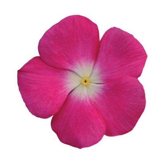 Seminte VINCA hybrida TITAN Rose Halo 500s