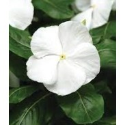 Seminte VINCA hybrida TITAN White Pure 1000s