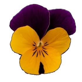Seminte VIOLA x cornuta ADMIRE F1 Apricot Purple Wing 1000s