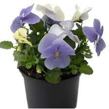 Seminte VIOLA x cornuta ADMIRE F1 Blue Heaven 1000s