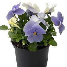 Seminte VIOLA x cornuta ADMIRE F1 Blue Heaven 1000s