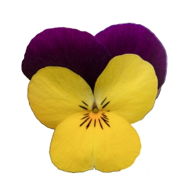 Seminte VIOLA x cornuta ADMIRE F1 Limoncello Purple Wing 1000s