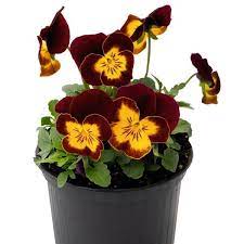 Seminte VIOLA x cornuta ADMIRE F1 Red Yellow Face 1000s
