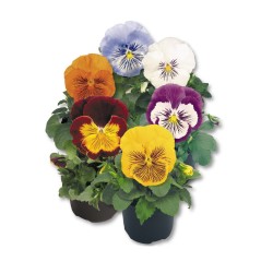 Seminte VIOLA wittrockiana CATS PLUS F1 Mix 1000s