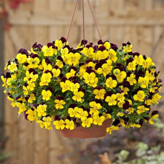 Seminte VIOLA x wittrockiana COOL WAVE F1 Sunshine Wine 1000s