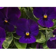 Seminte VIOLA x cornuta ADMIRE F1 Deep Blue 1000s