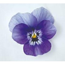 Seminte VIOLA x cornuta ADMIRE F1 Deep Marina 1000s