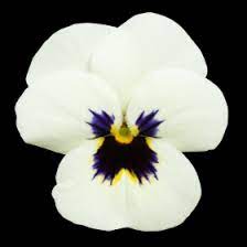 Seminte VIOLA x cornuta ADMIRE F1 Ivory Blotch 1000s