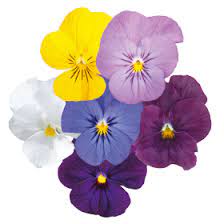 Seminte VIOLA x cornuta ADMIRE F1 Mix Clear 1000s