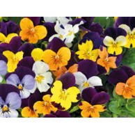 Seminte VIOLA x cornuta ADMIRE F1 Mix Jump Up 1000s