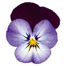 Seminte VIOLA x cornuta ADMIRE F1 Neon Purple Wing 1000s