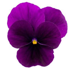 Seminte VIOLA x cornuta ADMIRE F1 Purple 1000s
